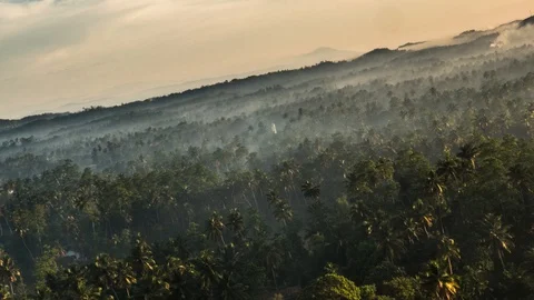 Tropical Forest Turn Palm View Timelapse 4k Stock Footage 85970252