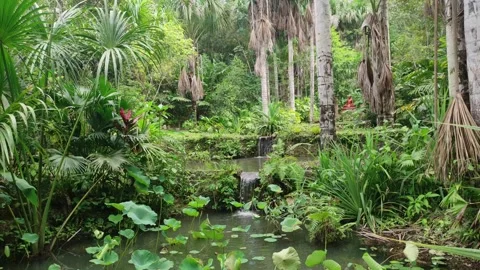 Tropical forest with two ponds Vídeo Stock 281528190