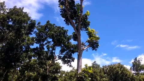 Tropical Forest Under a Clear Blue Sky Stock Footage 331227899