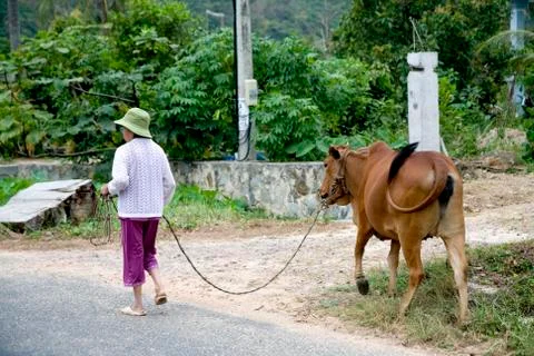 Tropical forest, Vietnamese lady and a cow at Con Dao island in Vietnam. Stock Photos