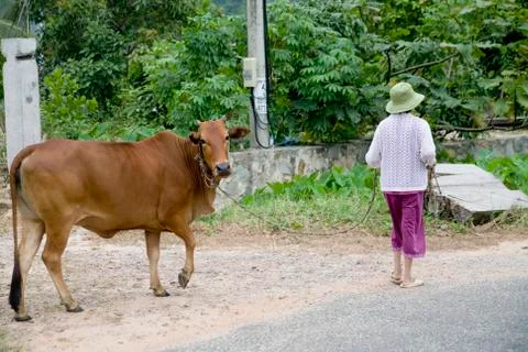 Tropical forest, Vietnamese woman with a cow at Con Dao island in Vietnam. Stock Photos