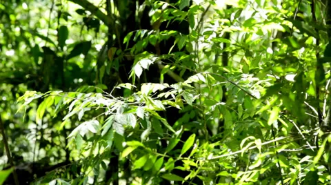 Tropical Forest view Stock Footage 34145954
