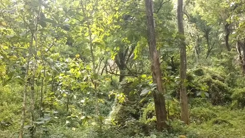 Tropical forest view Stock Footage 329242394