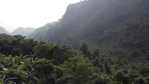 Tropical Forest Windy Day Stock Footage 255039764