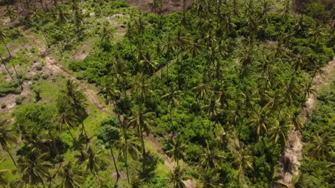Tropical Forest Zanzibar Stock Footage 334223483