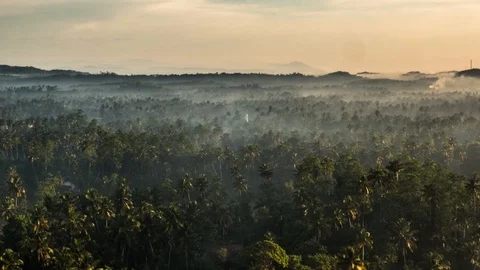 Tropical Forest Zoom Timelapse 4k Stock Footage 85970359