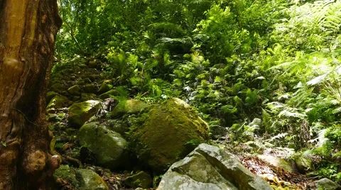 Tropical Forests 01 Video stock 50161889