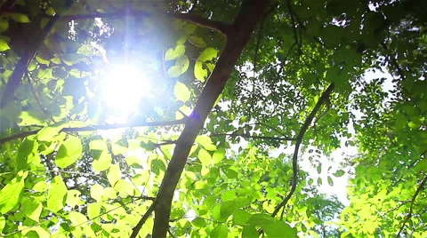 Tropical forests in Asia, Stock Footage 42247169