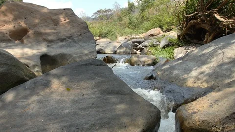 Tropical forests of Asia Stock Footage 90977784