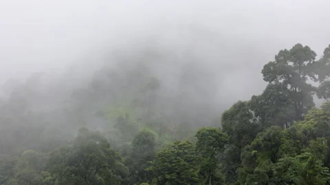 Tropical forests can absorb large amounts of carbon dioxide from the atmosphe Stock Footage 211792771