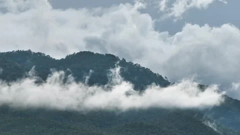 Tropical forests can absorb large amounts of carbon dioxide from the atmosp.. Vidéo 247065169