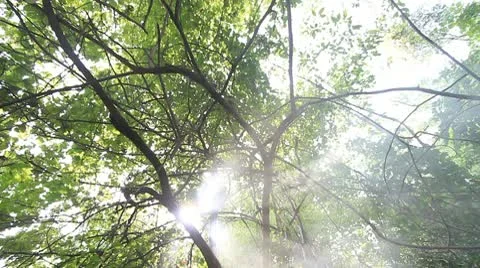 Tropical forests. Stock Footage 10764949