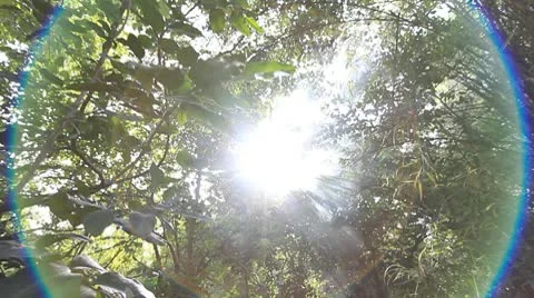 Tropical forests. Vídeos de archivo 10765308