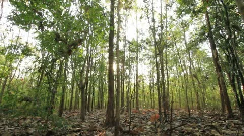 Tropical forests. Stock Footage 10766951