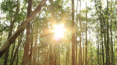 Tropical forests. Stock Footage 10767165