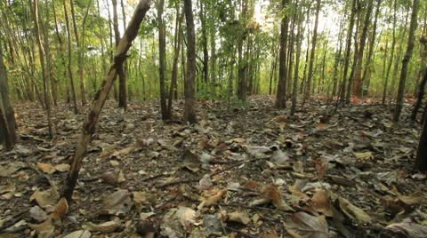 Tropical forests. Video stock 10767747