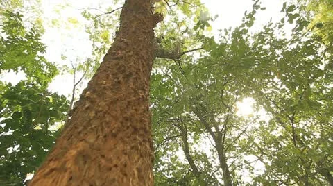 Tropical forests. Stock Footage 12559512