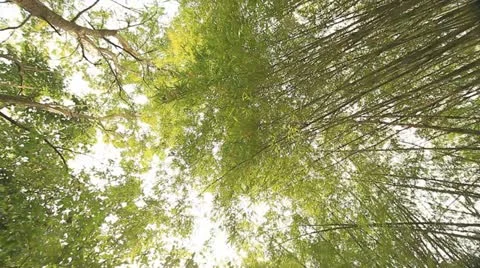 Tropical forests. Stock Footage 12561136