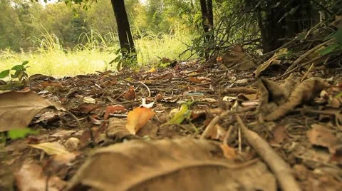 Tropical forests. Stock Footage 12572769