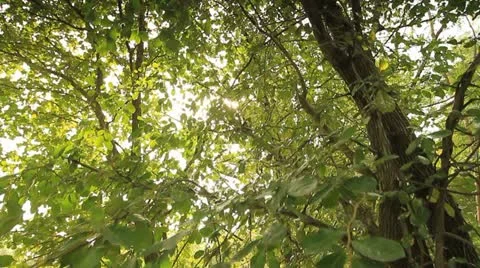 Tropical forests. Video stock 12573315