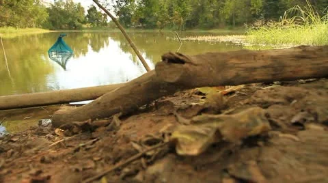 Tropical forests. Video stock 12574545