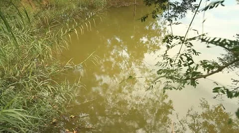 Tropical forests. Stock Footage 12711992