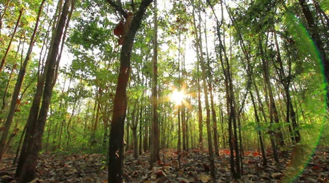 Tropical forests 库存影片 36840725