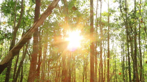 Tropical forests Stock Footage 36841794