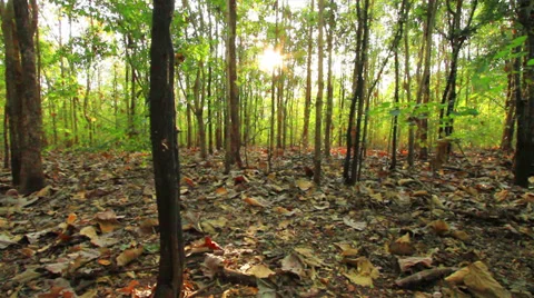 Tropical forests Stock Footage 36993497