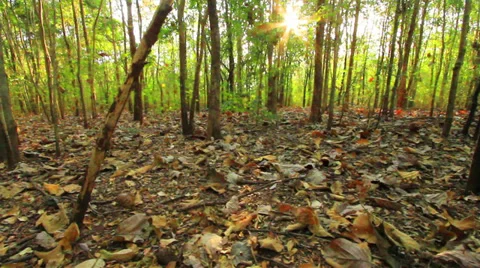 Tropical forests Stock Footage 37016786