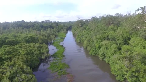 Tropical forests Stock Footage 272955538