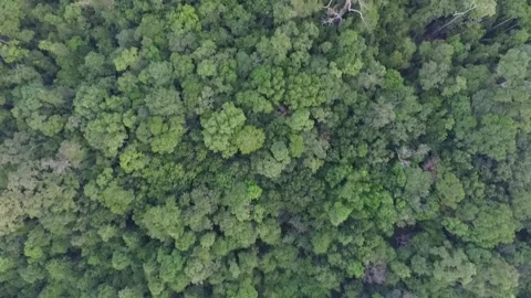 Tropical forests Stock Footage 272955854