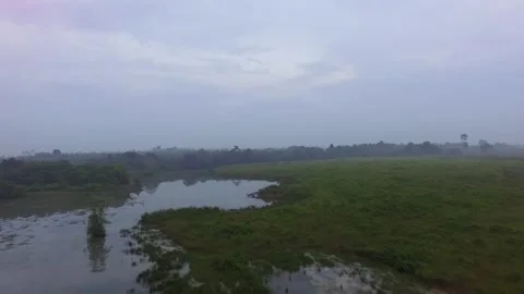 Tropical forests Stock Footage 272958821