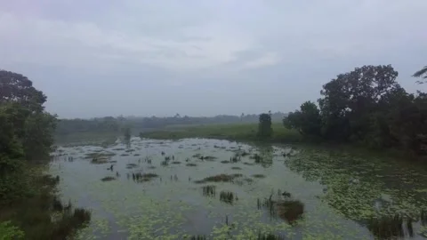 Tropical forests Video stock 272958920