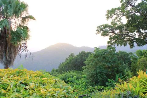 Tropical Forrest Stock Photos