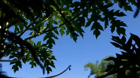 Tropical Frame: A Low Angle View  Stock Footage 314580382
