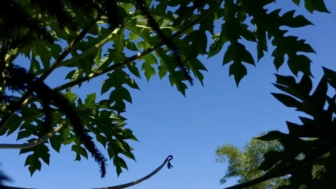 Tropical Frame: A Low Angle View  Stock Footage 314580384