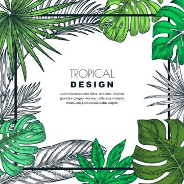 Tropical frame with palm leaves. Vector sketch illustration of jungle plants. Stock Illustration