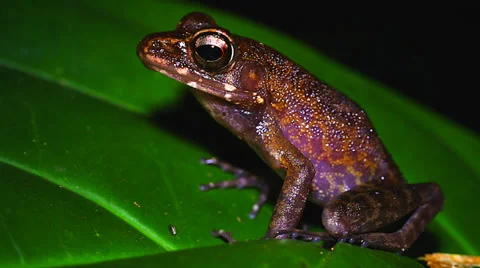 A Tropical Frog blinks at the camera in the jungles of Borneo. Stock Footage 32547132