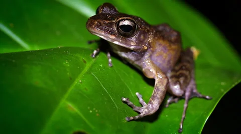 A Tropical Frog blinks at the camera in the jungles of Borneo. Stock Footage 32547158