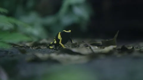 Tropical frog close up shallow depth of field Stock Footage 60609122