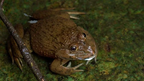 Tropical Frog Face Macro View 스톡 동영상 337765563