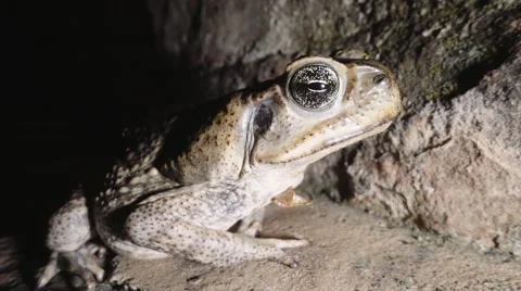 Tropical frog isolated Stock Footage 63417820