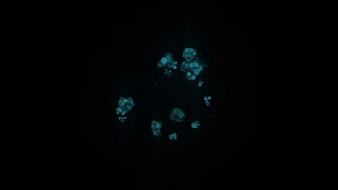 Tropical frog. Isolated frog on black background. Stock Footage 120750477