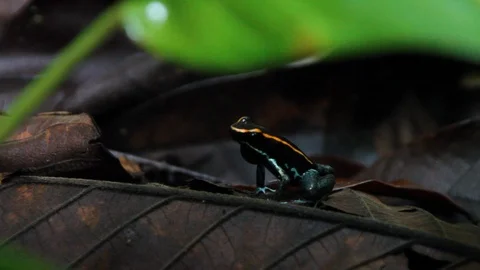 Tropical frog on leaf Stock Footage 88416842