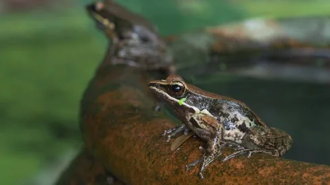 Tropical Frogs Calling During Breeding Season in Water Container Stock-Footage 335609839