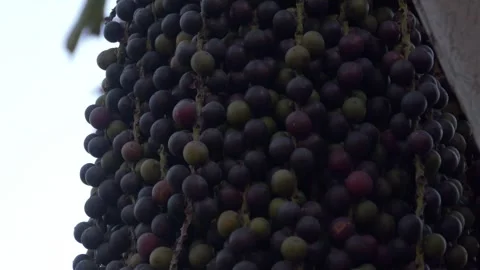 Tropical Fruit Cluster On Palm Tree - Chaloem Kanchanaphisek Park - Nonthaburi Stock Footage 337752229