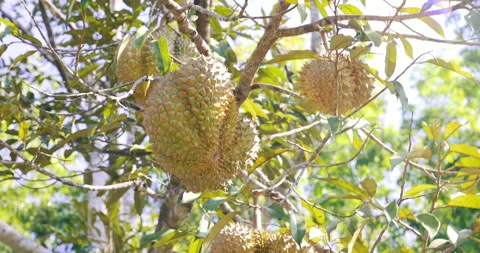The tropical fruit durian sits on a tree in a durian plantation in Southeast  Stock Footage 149674902