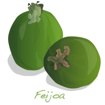 Tropical fruit feijoa vector Stock Illustration