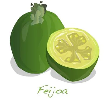Tropical fruit feijoa vector Stock Illustration